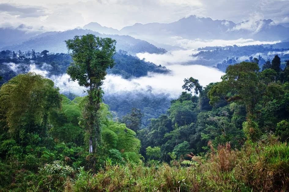 Toquilla landscape in Ecuador